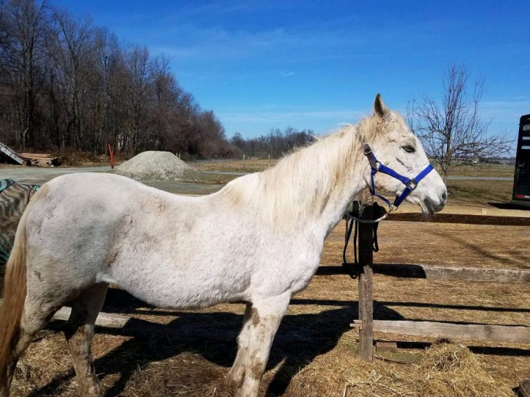 Equine rescue faces influx of relinquished animals amid lack of donations