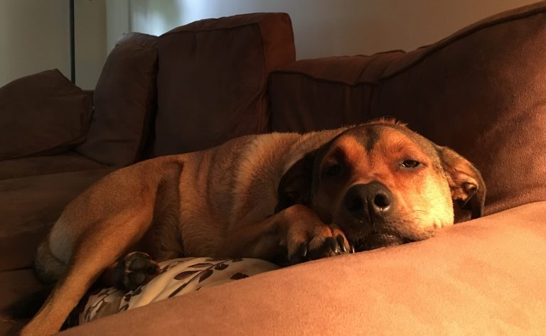Everything I need to know about surviving a pandemic I learned from my dog