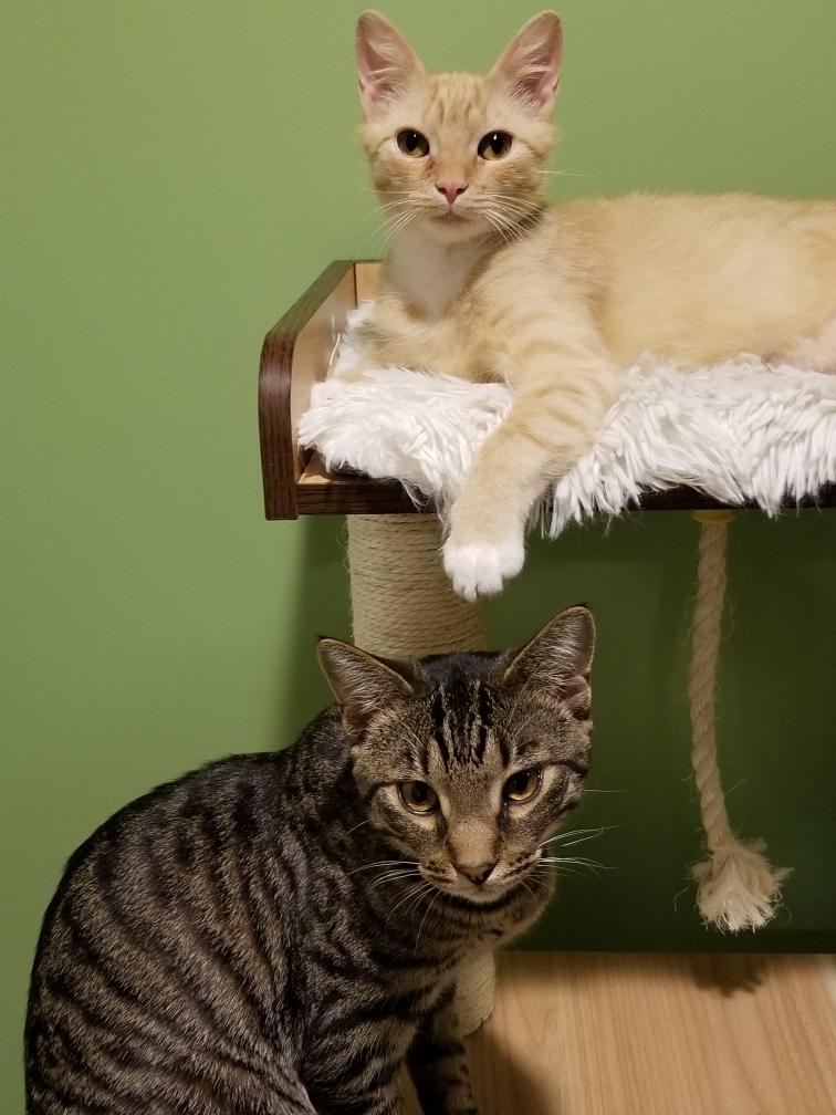 June is Adopt a Cat Month for Gloucester County Animal Shelter