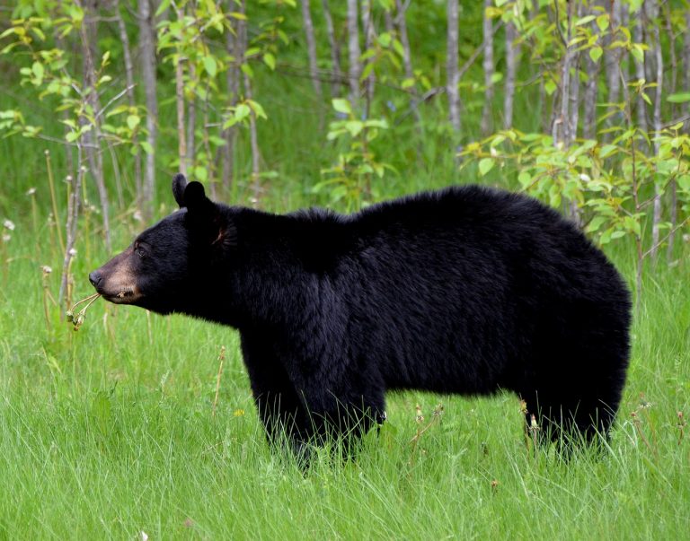 Black bear spotted in Monroe Township
