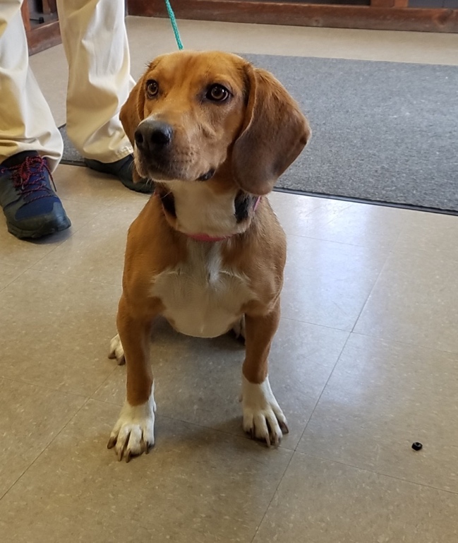 Animals still up for adoption at Gloucester County Animal Shelter