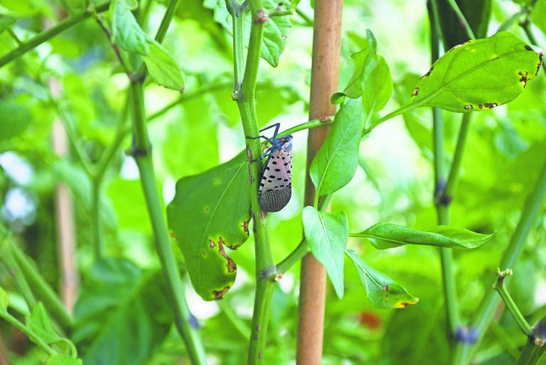 Invasive Spotted Lanternfly growing in South Jersey
