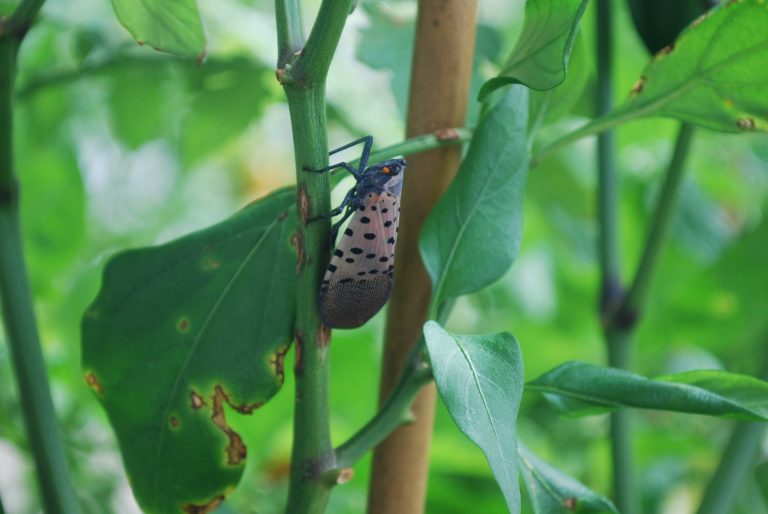 Spotting the spotted lanternfly in Gloucester County