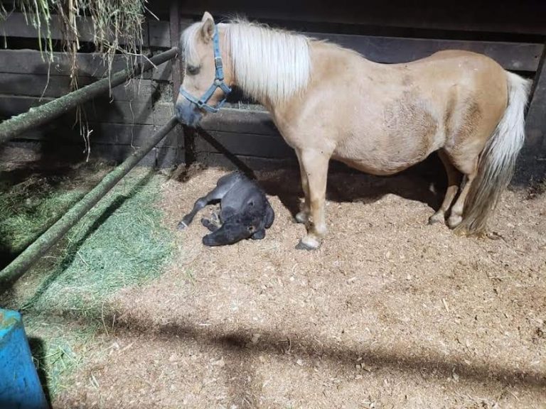 Equine rescue is raising funds to take in two horses