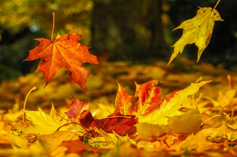 Berlin Borough starts Fall leaf collection