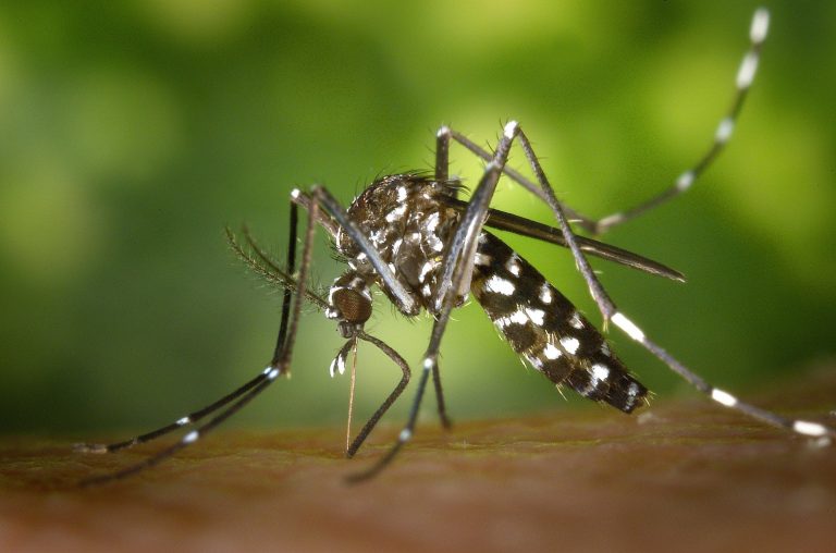 Mosquito spraying throughout Camden County Wednesday