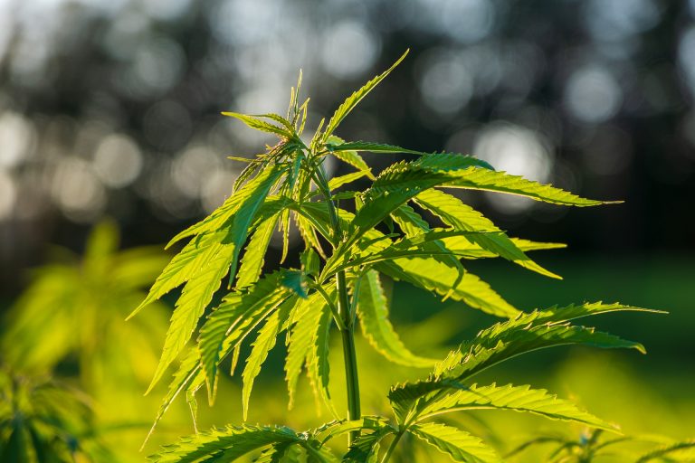 Evesham council mulls amendment for cannabis businesses