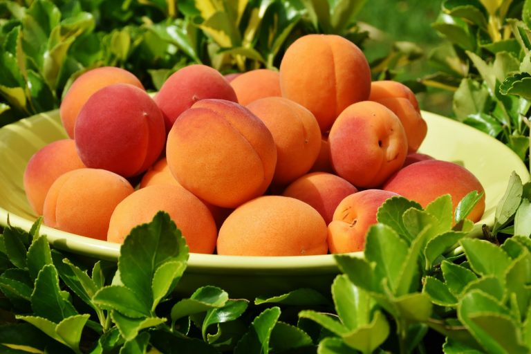 Voorhees Rotary Club offers peaches to support the Voorhees Animal Orphanage