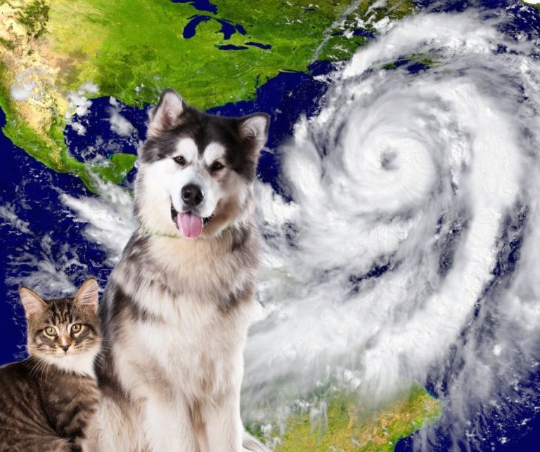 AWA encourages pet hurricane preparation plans in advance of hurricane season