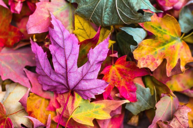 Voorhees Township announces Leaf Collection dates