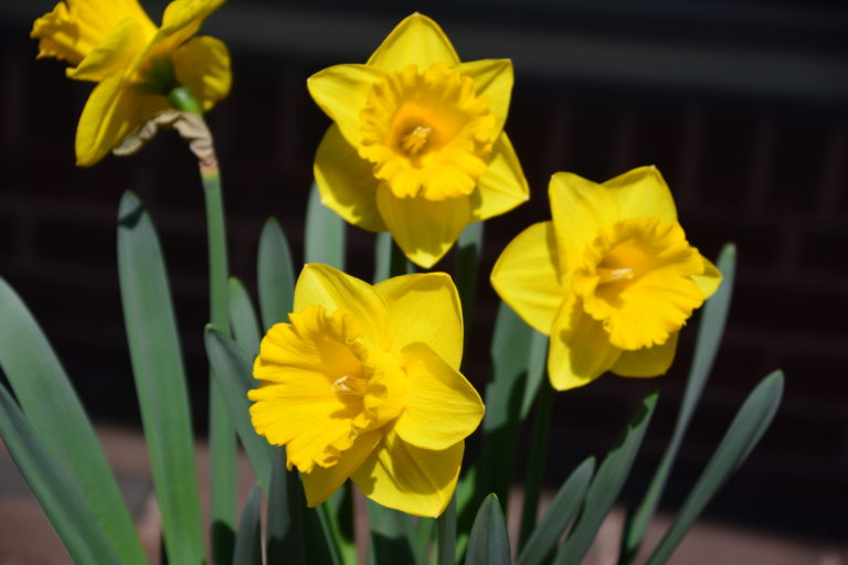 Moorestown Creates to utilize plastics on Daffodil Day