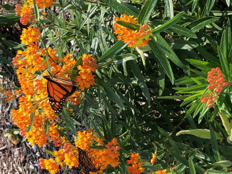 Save the Environment of Moorestown prepares pollinator garden for spring