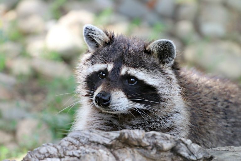 Raccoon tests positive for rabies in Voorhees