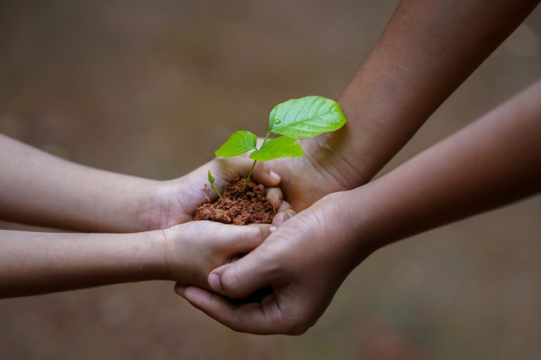 Celebrate Arbor Day with free tree seedling giveaway