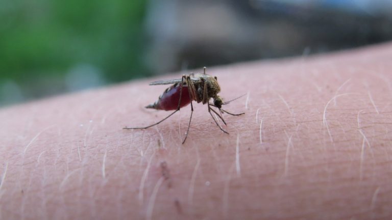 Gloucester County launches online mosquito treatment form