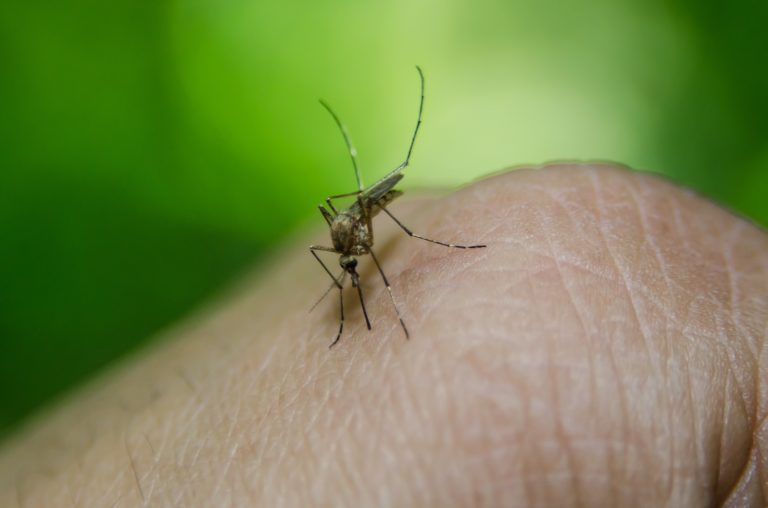 First probable case of West Nile Virus detected in Camden County