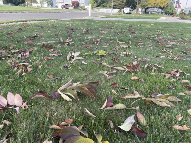 ‘A huge undertaking: Leaf collection is on the way