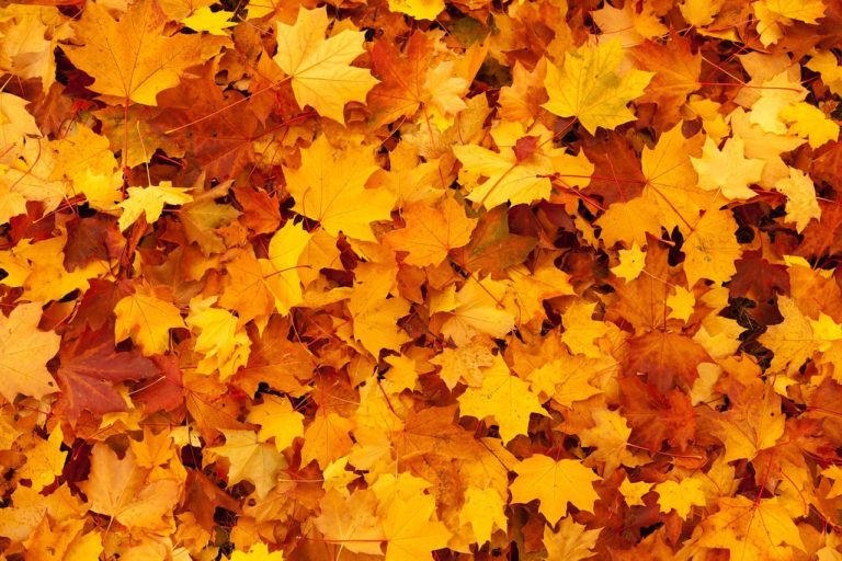 Mantua releases leaf collection guidelines