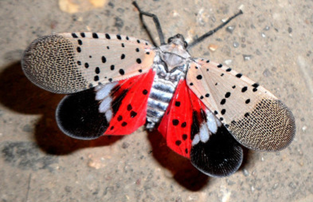 Burlington County seeking volunteers to help hunt and destroy spotted lanternfly eggs