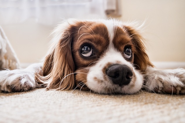 Pet registration at municipal building