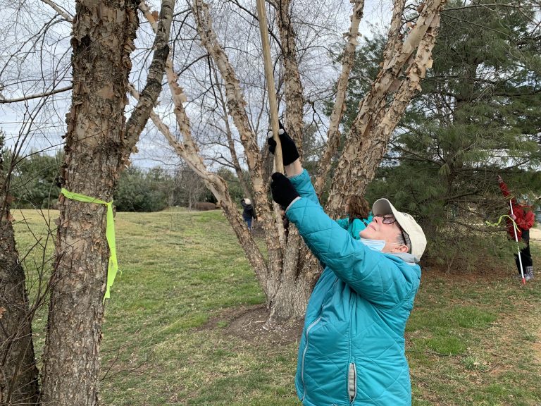 County demonstrates how to scrape away Lanternfly eggs