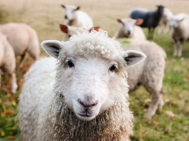 Summer Festival at Safe Haven Farm