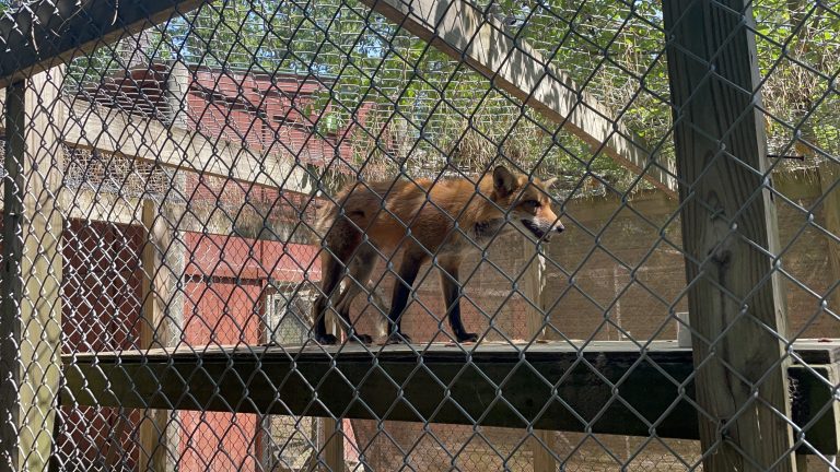 Cedar Run refuge fundraiser has a goal of $30K