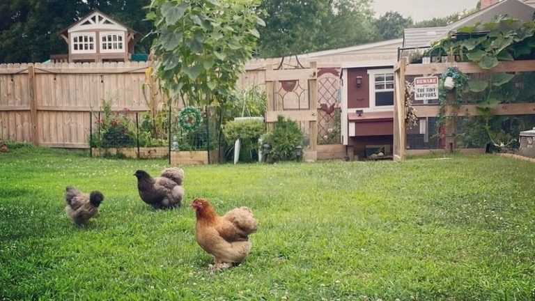 Residents start petition to change ordinance on chickens