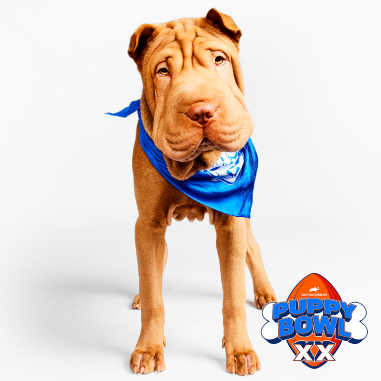 Shar-pei from Cherry Hill takes part in Puppy Bowl