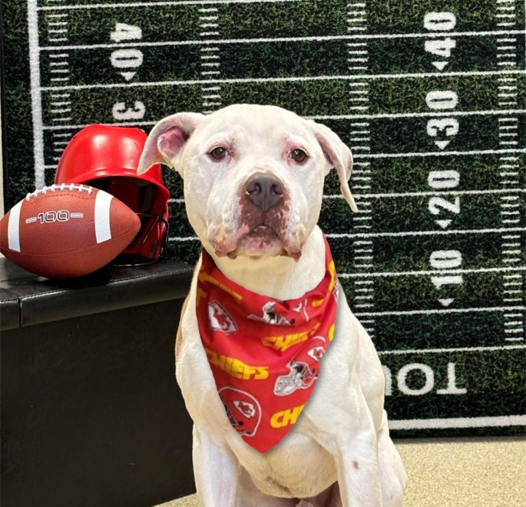 Burlington County Animal Shelter hosting super bowl party and open house