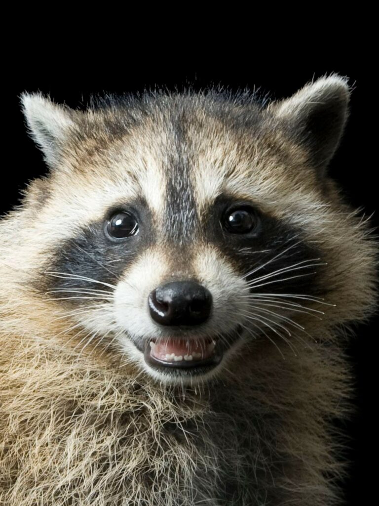 Rabid raccoon confirmed in township