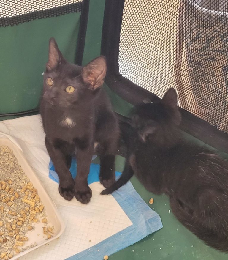 Shelter hosts kitty shower