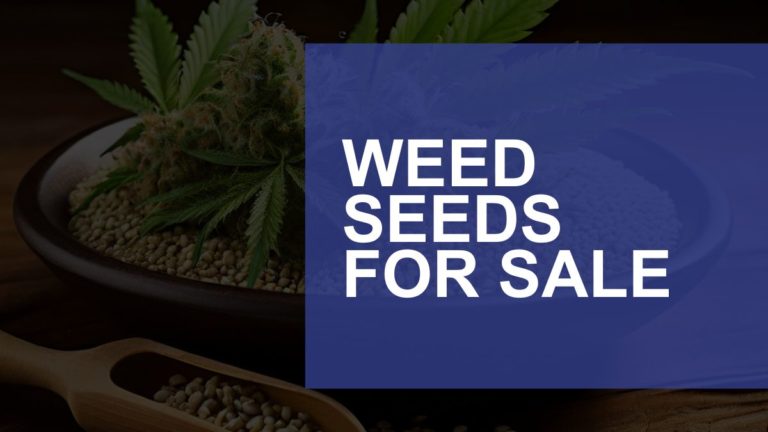 Cannabis Seed Banks: Where to get Cannabis Seeds for Sale