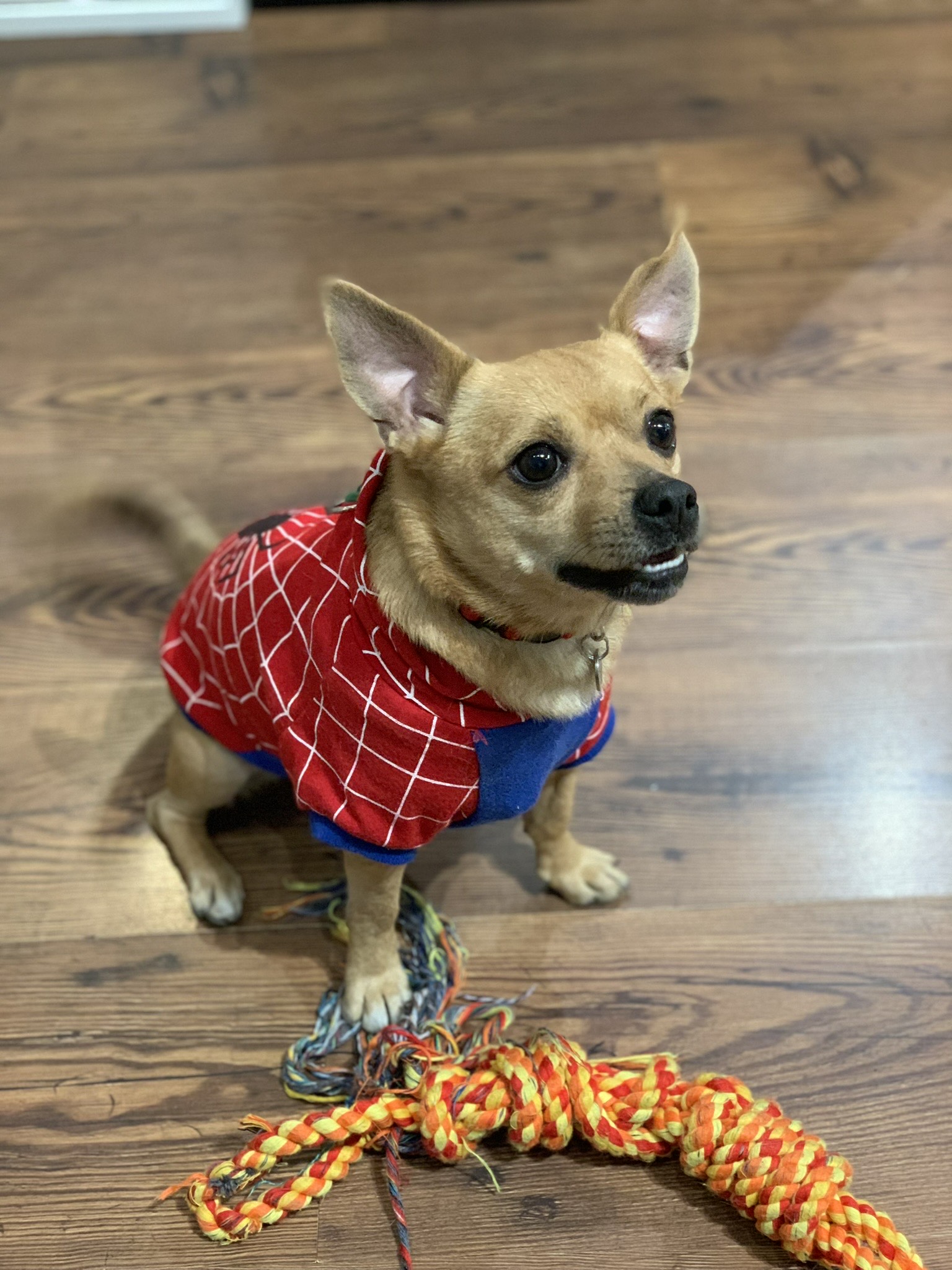 Pastrami will steal your heart Northeast Times