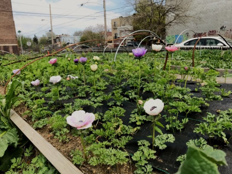 A flower farm blooms in Kensington