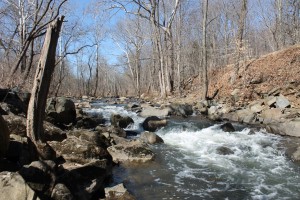 Spring in the Pennypack Trust