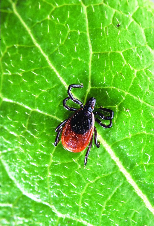 PHOTO COURTESY OF WIKIMEDIA /   Lyme disease is primarily transmitted through exposure to deer ticks (above). Last year alone, there were some 7,140 diagnoses of Lyme disease in Pennsylvania, making it the No. 1 state for new cases. Within that, Bucks County ranks fifth for new cases out of all 67 counties.html-charsetutf-8