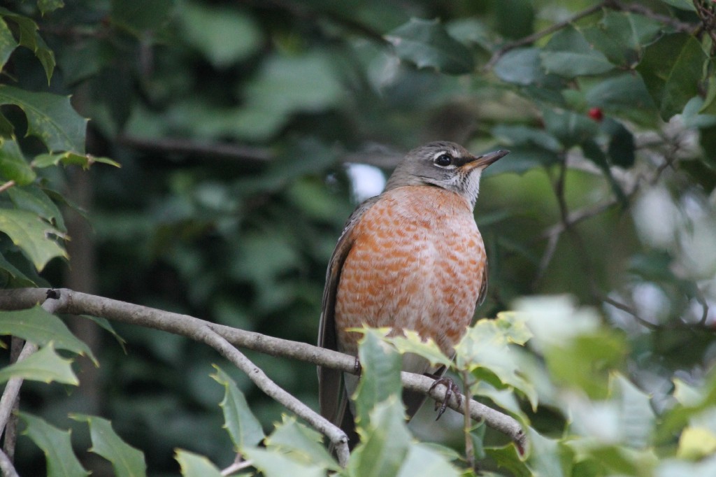 MATT SCHICKLING / WIRE PHOTO The National Audubon Society will hold the Christmas Bird Count now through Jan. 5. Robert Mercer, director-naturalist at Silver Lake Nature Center in Bristol, will be leading volunteers on Saturday. Last year in this area, Mercer tallies 97 species and 114,227 individual birds, such as this American robin, recently seen at Neshaminy State Park.html-charsetutf-8