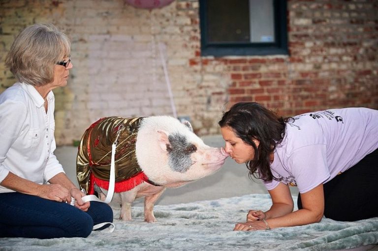 Kiss kiss, oink oink!