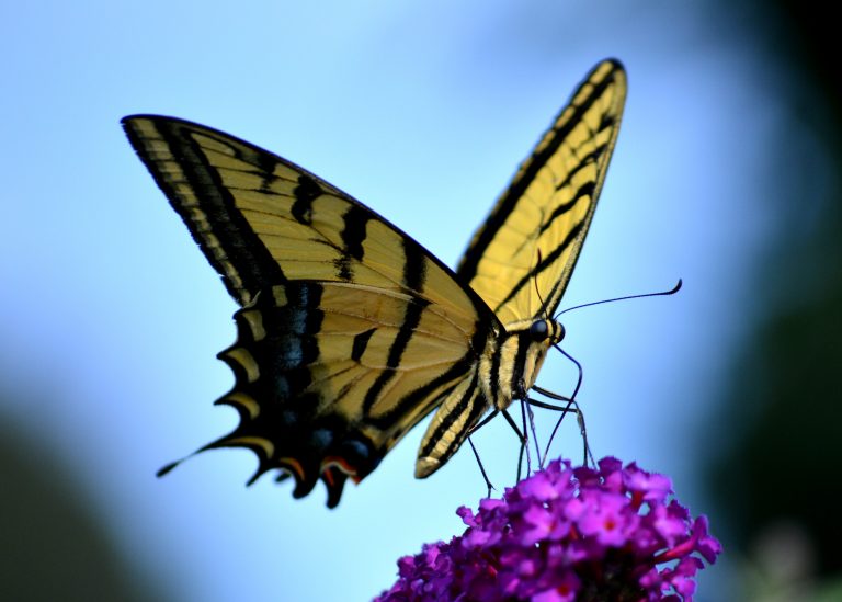 Churchville Nature Center seeks volunteers