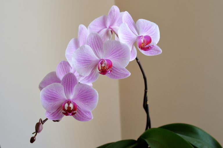 Bucks County Orchid Society announces events