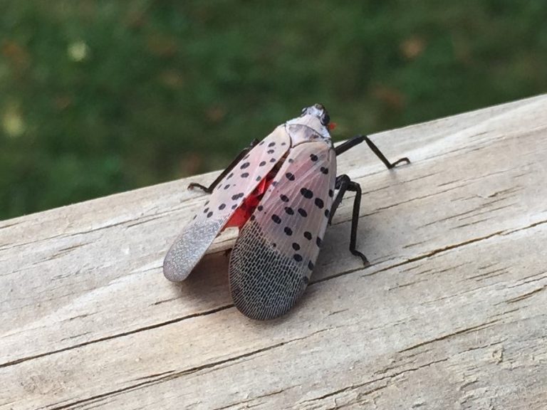 Learn how to stop invading spotted lanternflies