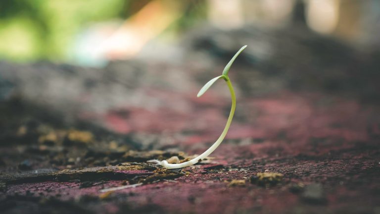 Seed Library by mail