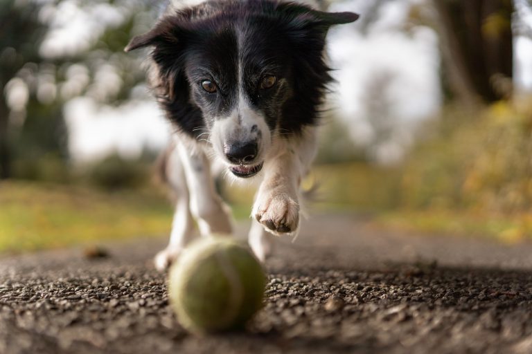 Tips for taking pups to state parks