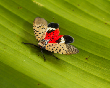 Spotted lanternfly webpage now available