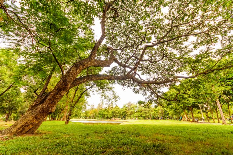 New manager appointed at Tyler State Park