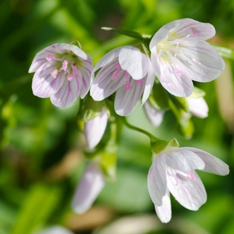 Churchville Nature Center invites public to ‘not’ come to its Garden Party