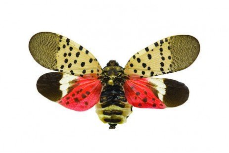 Residents urged to squash spotted lanternflies