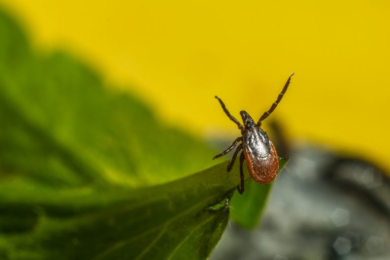 Residents reminded to protect against ticks, mosquitoes during fall months