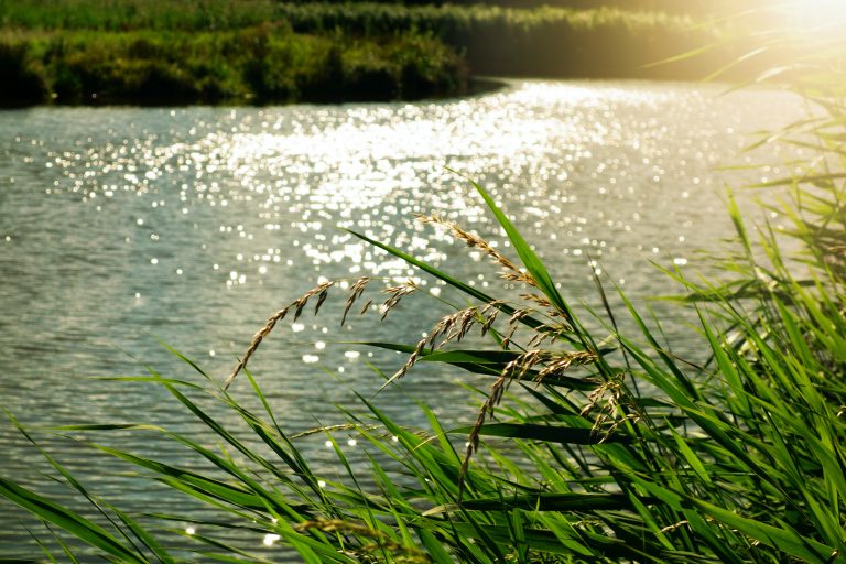 Bucks receives $790,000 for regional wetland stormwater BMP in Middletown Township